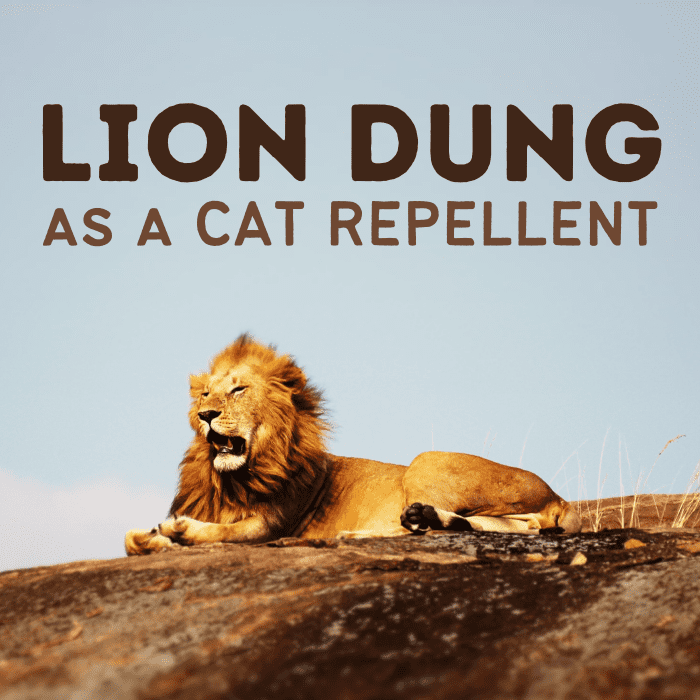 Some gardeners place lion dung around the perimeter of their property to deter cats. Learn how well it works and where to obtain it!