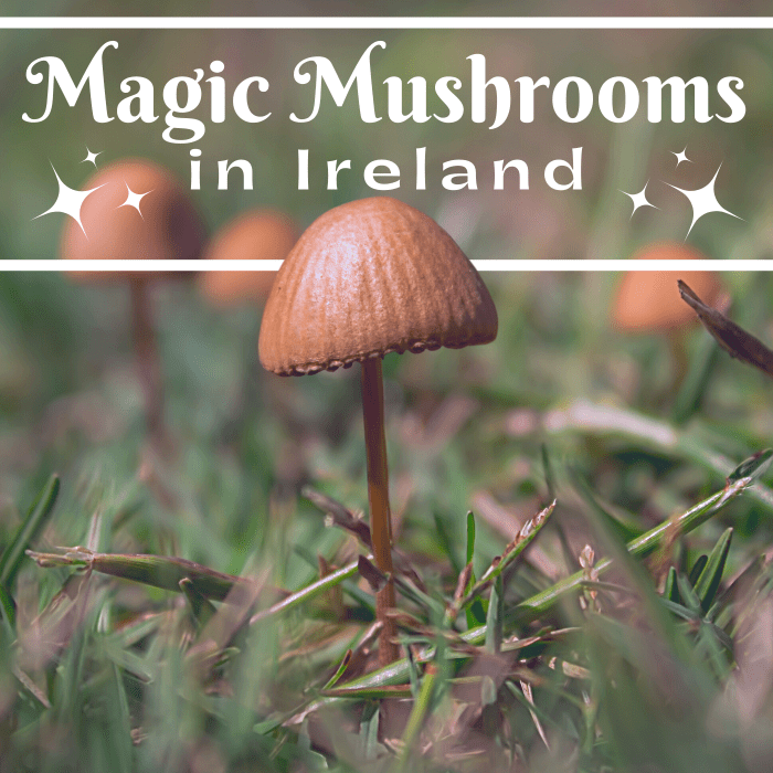 A Guide to Magic Mushroom Use in Ireland Owlcation