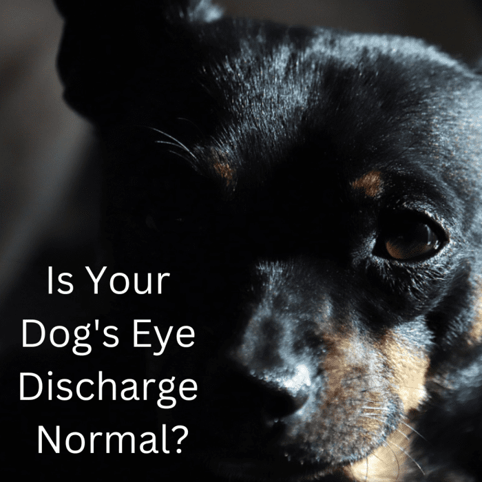 What color should my dogs' eye snot be?