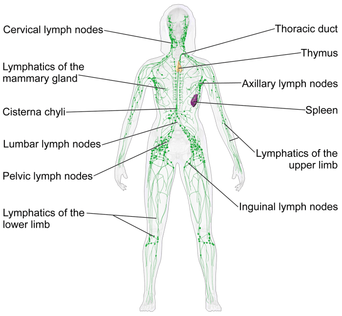The Human Lymphatic System