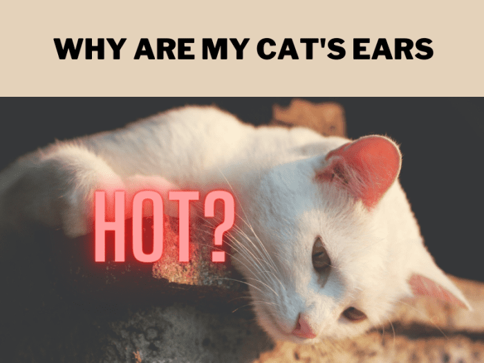 My Cat’s Ears Are Hot 6 Reasons for Concern PetHelpful