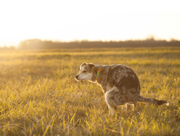 Orange Diarrhea in Dogs 8 Potential Causes PetHelpful