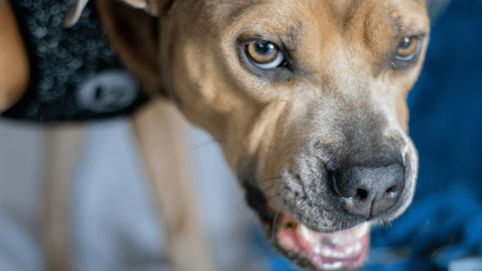 why-is-my-dog-aggressive-at-night-12-possible-causes-pethelpful