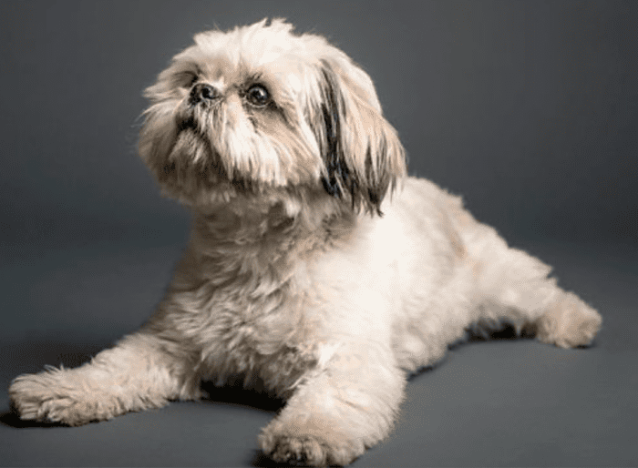 15 Most Popular Shih Tzu Mixed Dog Breeds - HubPages