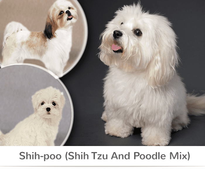 15 Most Popular Shih Tzu Mixed Dog Breeds - HubPages