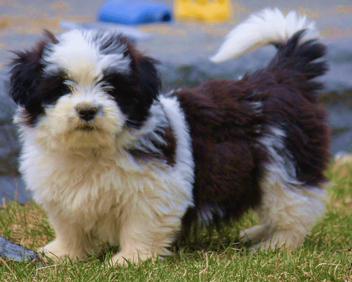 15 Most Popular Shih Tzu Mixed Dog Breeds - HubPages