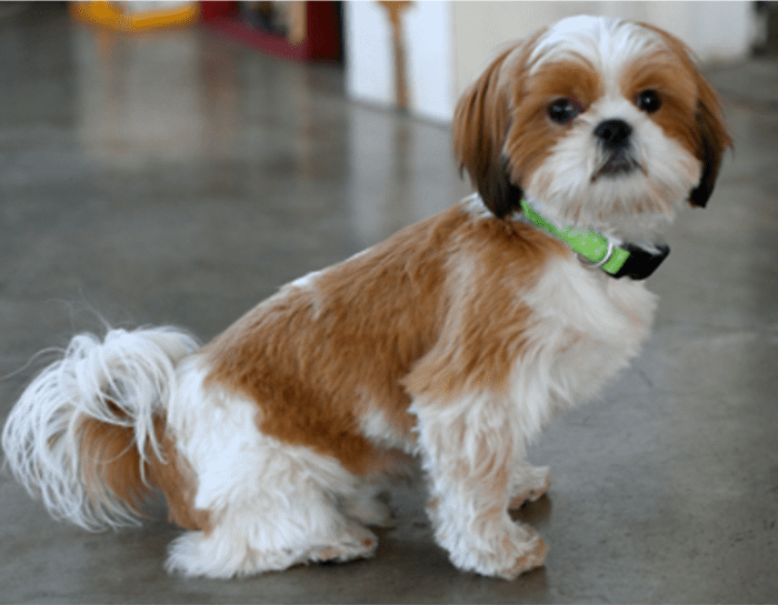 15 Most Popular Shih Tzu Mixed Dog Breeds - HubPages