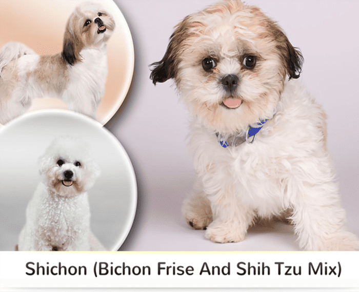 15 Most Popular Shih Tzu Mixed Dog Breeds - HubPages