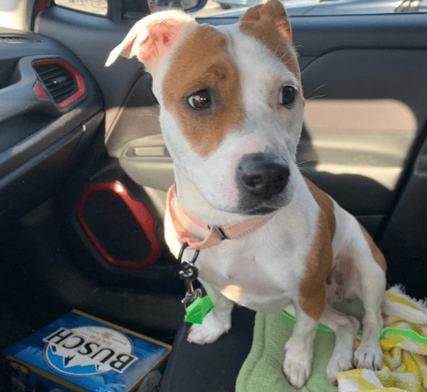 Do Dogs Get Jealous of Spouses? PetHelpful