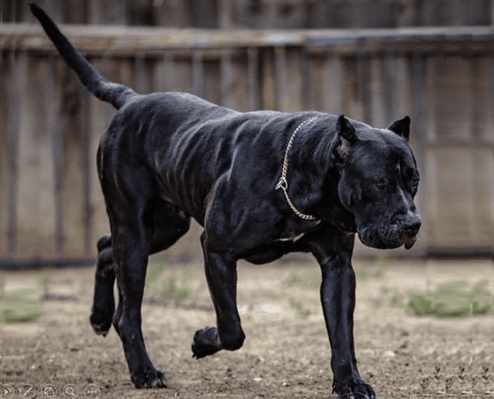 Top 15 Muscular Dog Breeds - HubPages