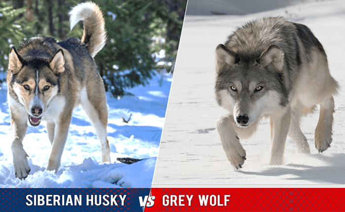 15 Dogs That Look Like Wolves - PetHelpful