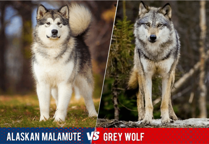 15 Dogs That Look Like Wolves - PetHelpful