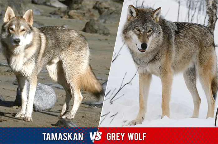 15 Dogs That Look Like Wolves - PetHelpful