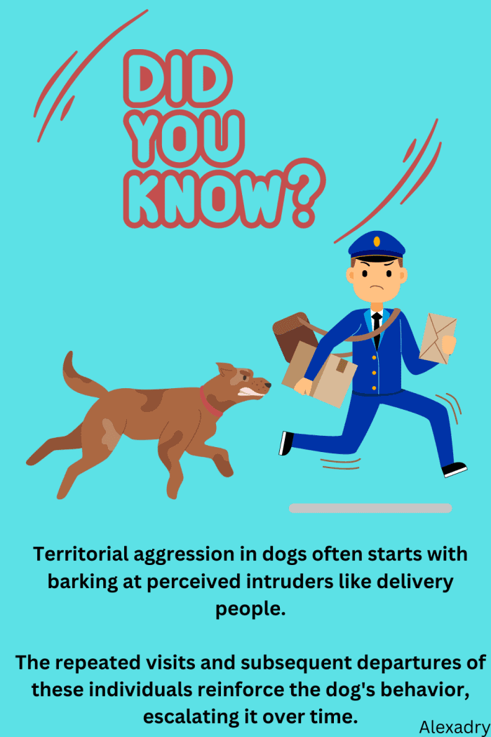 Help, My Dog Keeps Attacking My Other Dog! PetHelpful