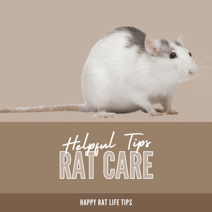 How to Care for a Pet Rat HubPages