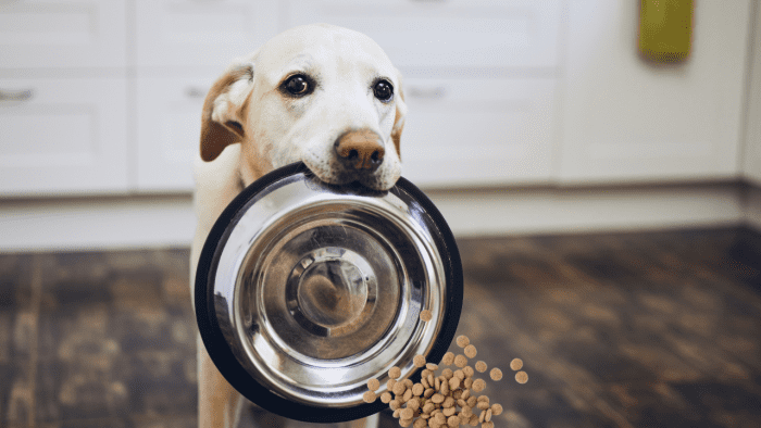 Why Do Dogs Knock Over Their Food Bowls? - Pethelpful