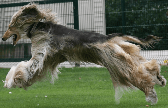 15 Fastest Dog Breeds In The World - HubPages