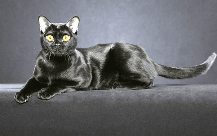 17 Kinds of Cat That Look Like Other Animals - HubPages