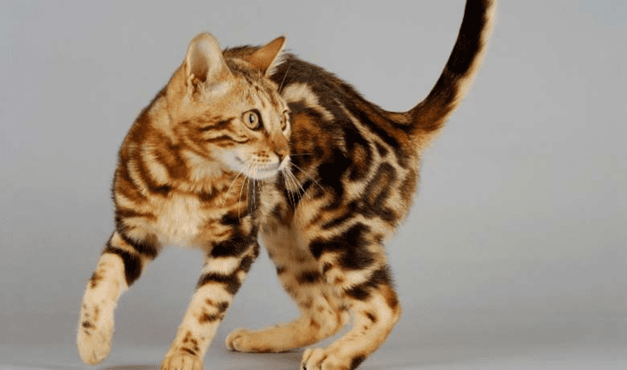 17 Kinds of Cat That Look Like Other Animals - HubPages