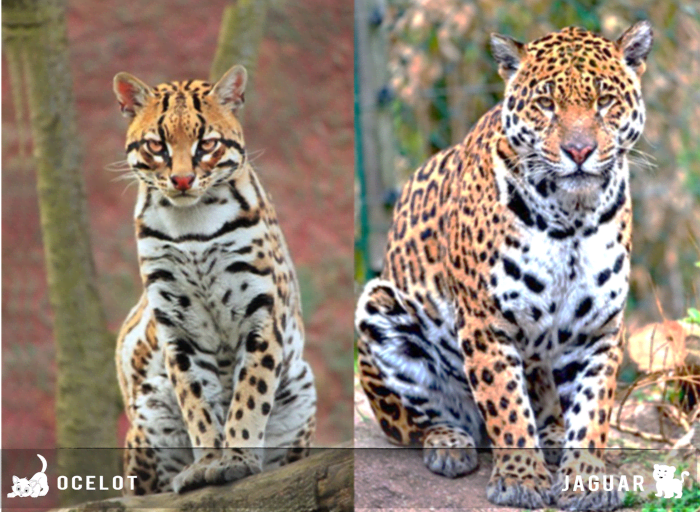 17 Kinds of Cat That Look Like Other Animals - HubPages