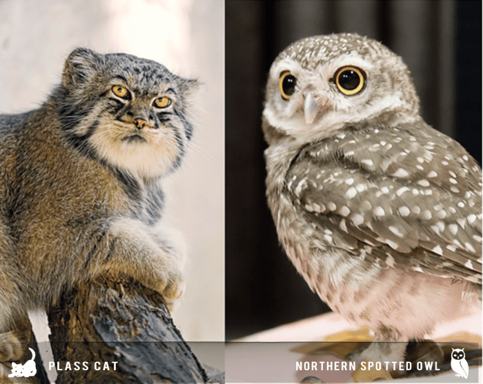 17 Kinds of Cat That Look Like Other Animals - HubPages