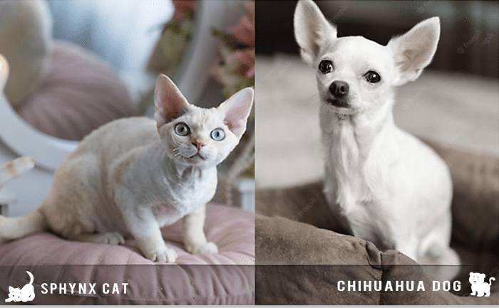 17 Kinds of Cat That Look Like Other Animals - HubPages