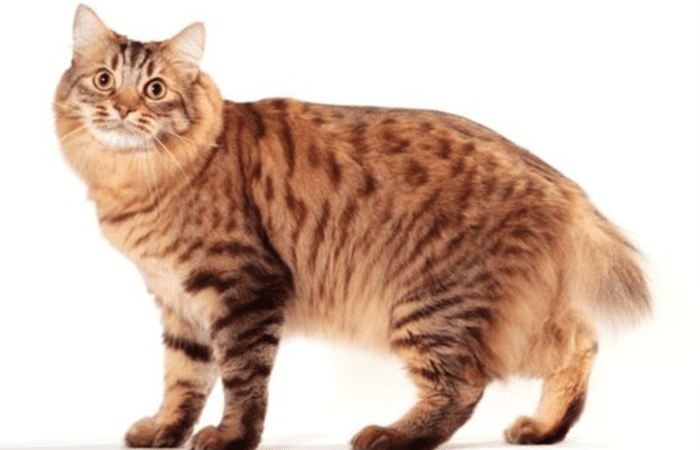 11 Largest Cat Breeds In The World - HubPages