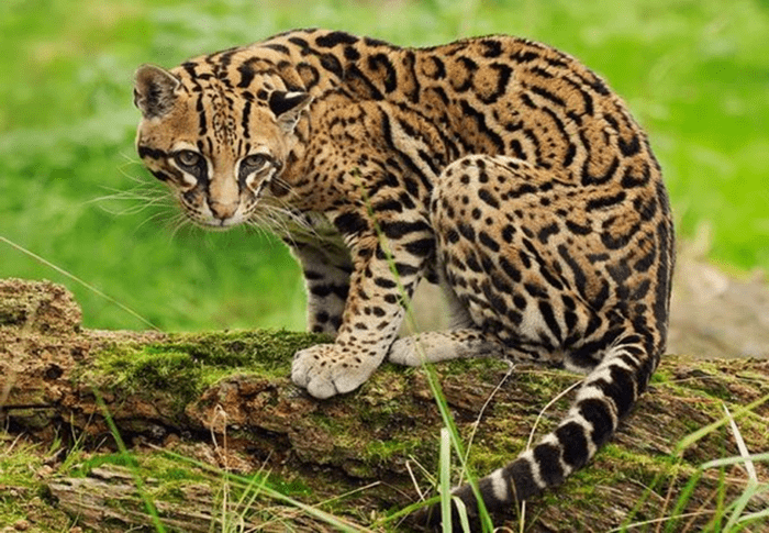 11 Largest Domestic Cat Breeds in the World - HubPages