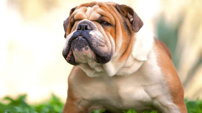 The Ultimate Guide To Bulldogs Owning Training And Caring For These