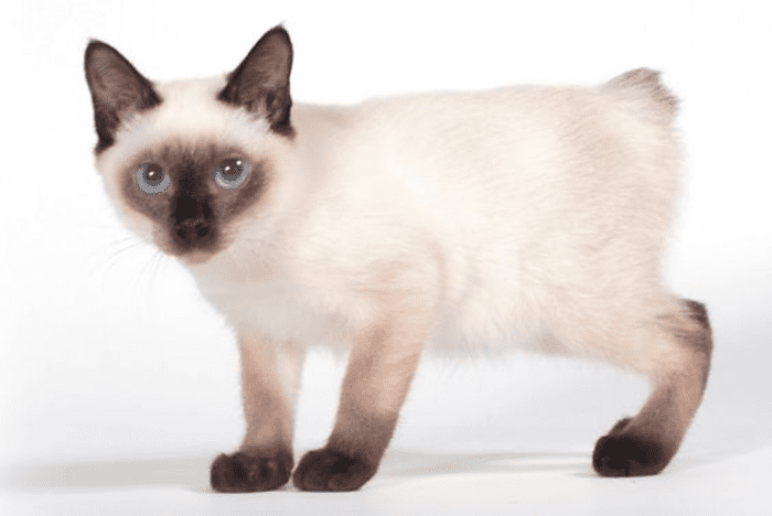 11 Smallest Cat Breeds In The World - Hubpages