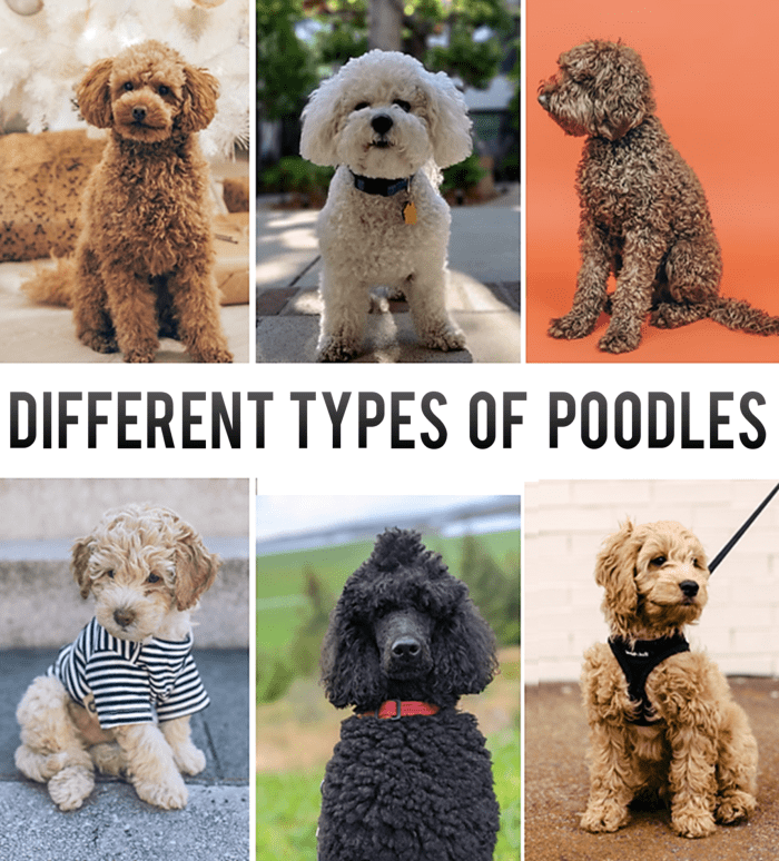 Classifying Different Types of Poodles, an Overview PetHelpful
