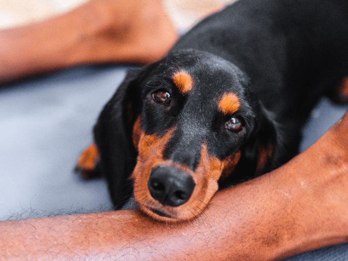 The Story Behind Why Your Dog Sleeps Between Your Legs PetHelpful