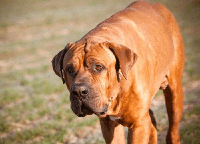 25 Worst Dog Breeds for Seniors PetHelpful