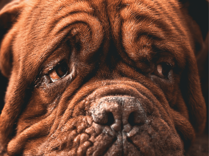 Home Remedies and Tips to Relieve Your Dog's Bloodshot Eyes PetHelpful