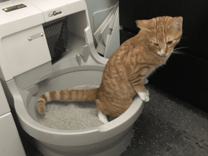 How To Help Your Cat When Nothing Happens In The Litter Box PetHelpful   Cat Keeps Going To Litter Box But Nothing Happens 