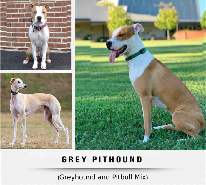 11 Most Popular Greyhound Mix Dog Breeds - HubPages