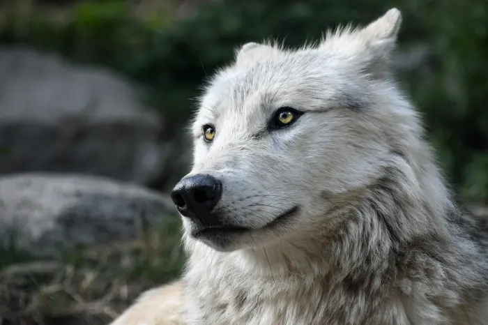 SHOULD CLINICAL LYCANTHROPY BE REGARDED AS A RELIGION? Some people actually think they are wolves 💡