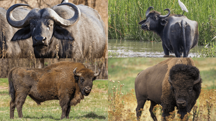 Back From the Brink: History of the Conservation of the American Bison ...