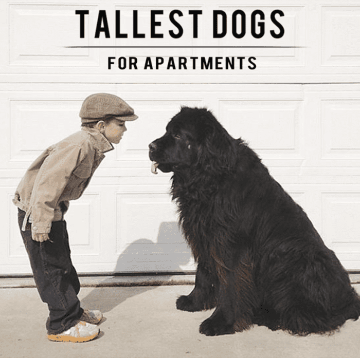 11 Tallest Dogs For Apartments HubPages