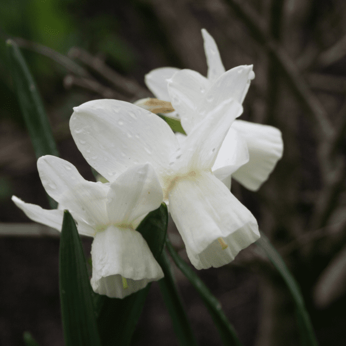35 Types of White Flowers (With Names and Pictures) Dengarden