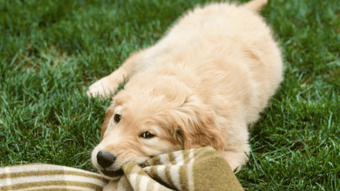 How Do I Stop a Dog From Chewing Blankets? - PetHelpful