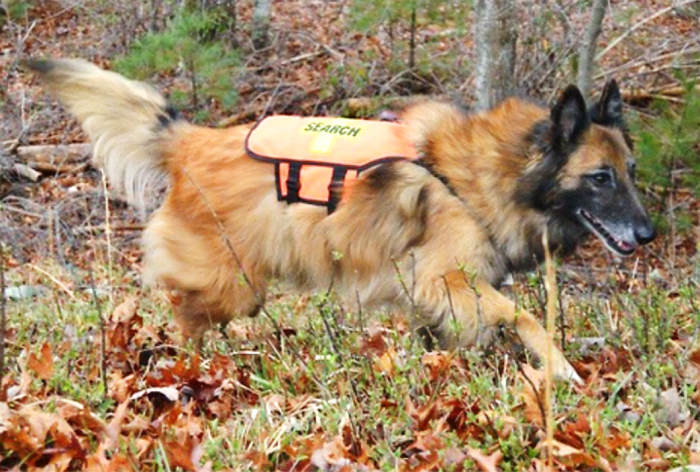 The 15 Best Search And Rescue Dog Breeds - HubPages