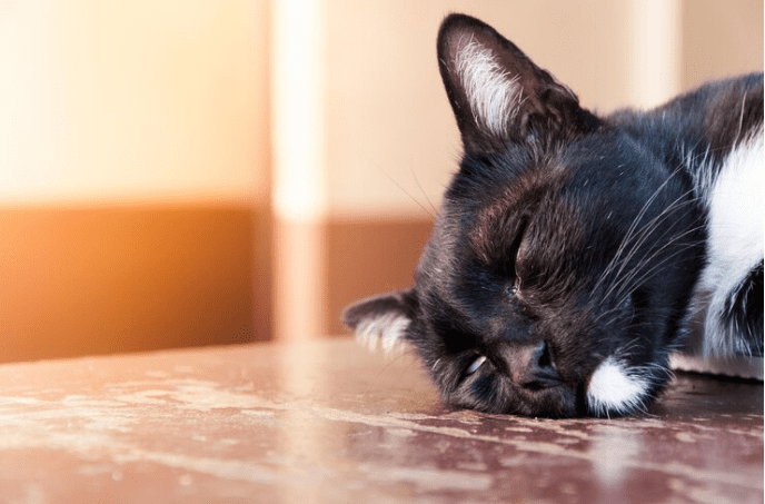Why Do Cats Sleep So Much 7 Reasons Your Cat May Be Sleeping All Day Hubpages 9049