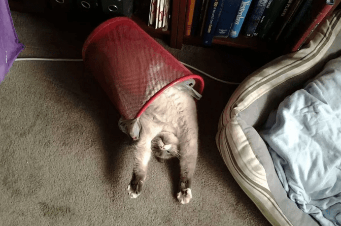 Why Do Cats Sleep So Much 7 Reasons Your Cat May Be Sleeping All Day 