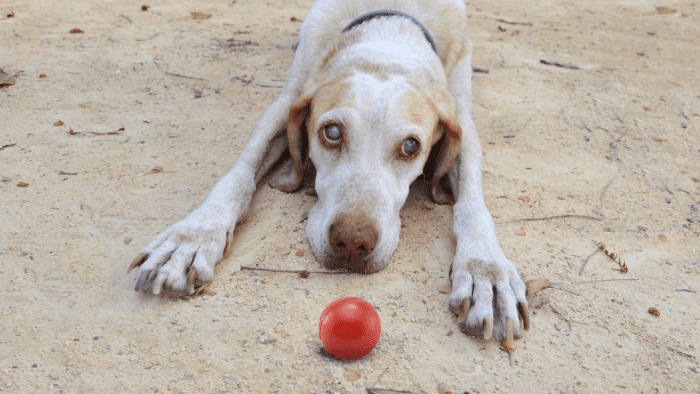 10-behavioral-signs-of-vision-loss-in-dogs-pethelpful