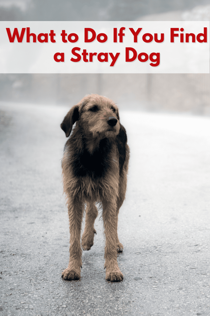 What to Do If You Find a Stray Dog HubPages