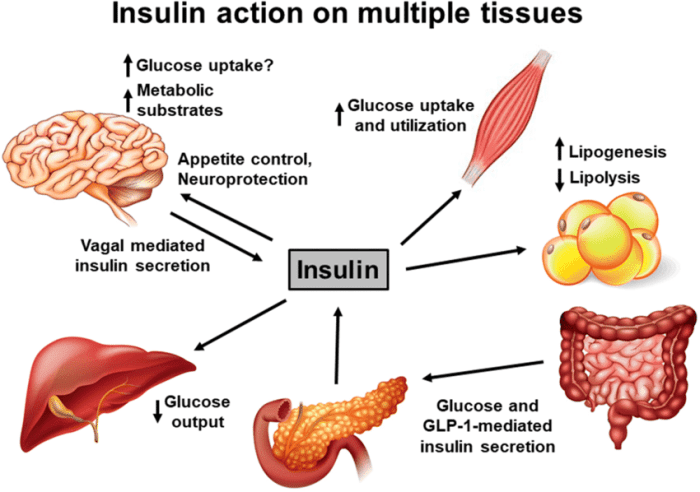 The Importance of Insulin: Regulating Blood Sugar and Beyond - HubPages