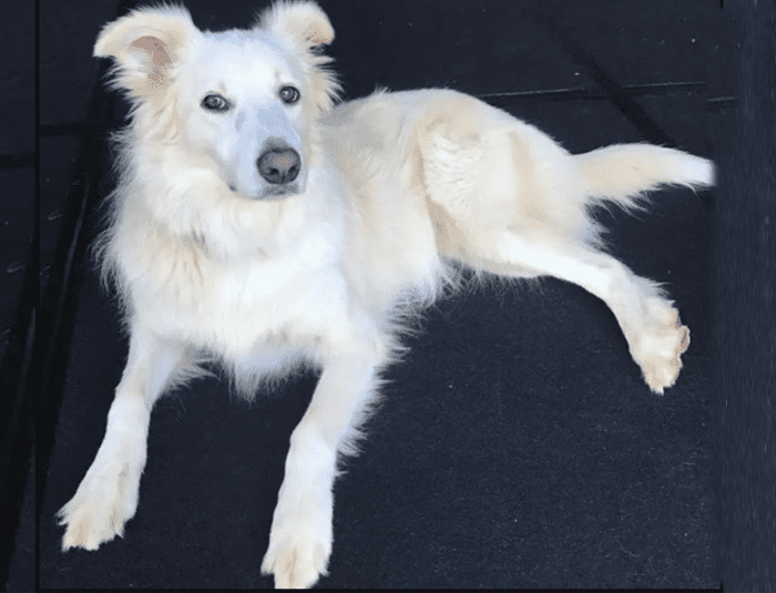 12 Most Popular Indian Spitz Mix Dogs - HubPages