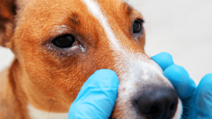 How Do You Treat Green Eye Discharge in Dogs? - HubPages