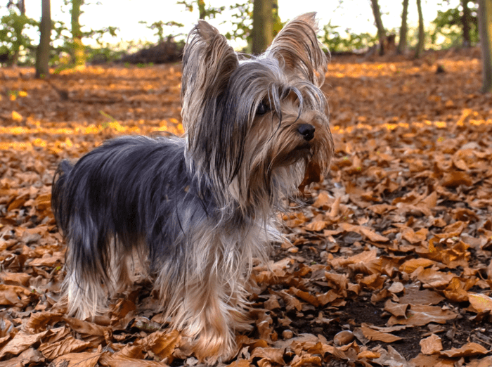11 Best Therapy Dogs For Emotional Support HubPages